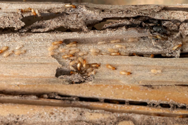 Best Commercial Pest Control Services  in Fayette, OH